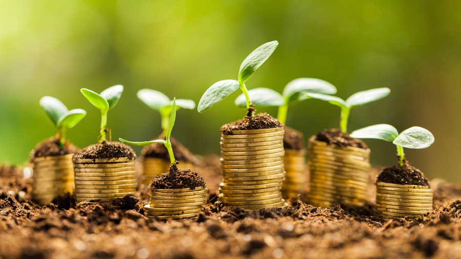 Stacks of gold coins in soil with young plants